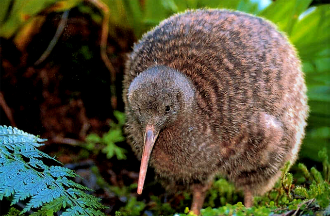 kiwi_bird.jpg